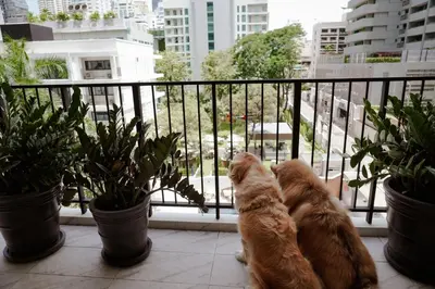 two dogs sitting on a balcony looking out the window at Floral Court Hotel & Residence Sukhumvit 13 in Bangkok