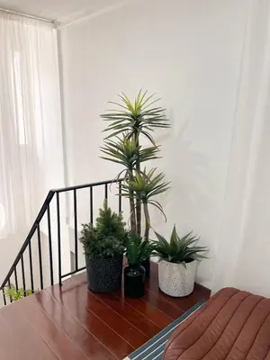 three potted plants sitting on top of a wooden table at 4BR entire house next to Skytrain BTS and Subway MRT Chatuchak in Bang O