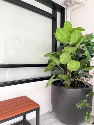 a plant in a large pot next to a bench at 4BR entire house next to Skytrain BTS and Subway MRT Chatuchak in Bang O