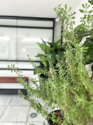 a bunch of green plants in a room at 4BR entire house next to Skytrain BTS and Subway MRT Chatuchak in Bang O