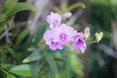 a bunch of pink flowers on a plant at Thaihome Resort in Ban Bang Muang