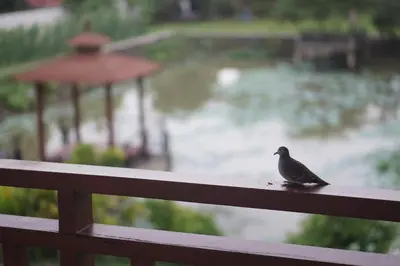 a bird sitting on the railing of a fence at Thaihome Resort in Ban Bang Muang