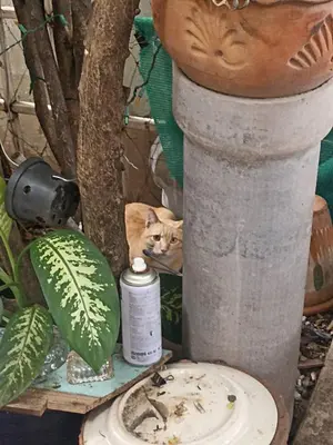 a cat is sitting next to a vase at Caravan & Smart in Bangkok
