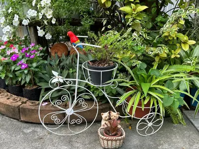 a small dog sitting next to a pot of plants at Baanfahsai in Makkasan