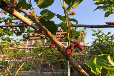 a branch of a tree with red berries on it at The Choice Hotel - Adults Only in Bangkok