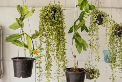 a group of plants hanging from a wall at GreenRoom Guest House Very Close Bangkok Hospital in Thailand in Bangkok