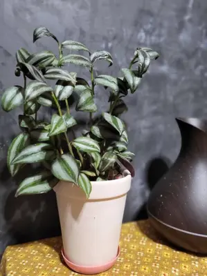 a plant in a white pot sitting on a table at auntythong house in Bangkok