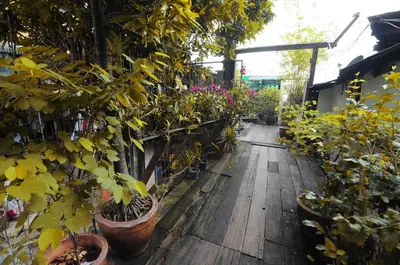 a greenhouse filled with potted plants on a wooden floor at Kaloang home in Bangkok