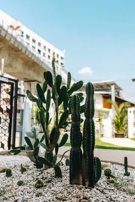 a couple of cactuses sitting on top of a rock at \u72ec\u7acb\u5ead\u9662 \u82b1\u56ed\u5f0f\u7684\u4e24\u5367\u4e24\u536b\u6c11\u5bbf \u8fd1mrt 2 in Bang O