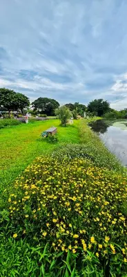 a field of yellow flowers next to a river at Tiny Island Lake Lodge in Bangkok