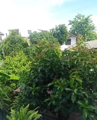 a hedge of trees and plants in front of a house at Bangkok Siam in Bangkok