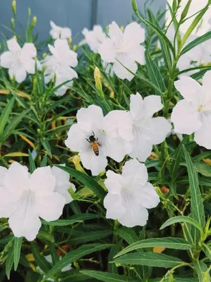 a bee sitting on a bunch of white flowers at Close to onnut bts condo in Bangkok