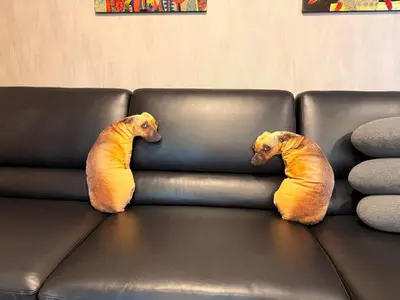 two poodles are sitting on a leather couch at Near Big Jodd Fair Night Market and Shopping Mall in Bangkok