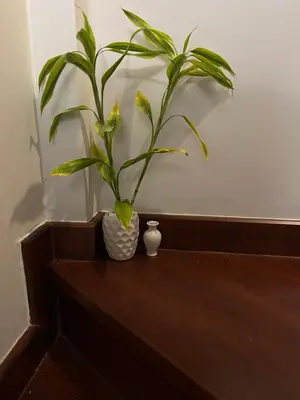 a plant in a white vase sitting on a table at Mookda house in Bangkok