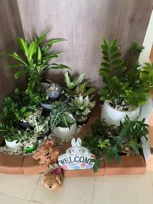 a group of potted plants on a table at Homey Place in Ban Song Hong