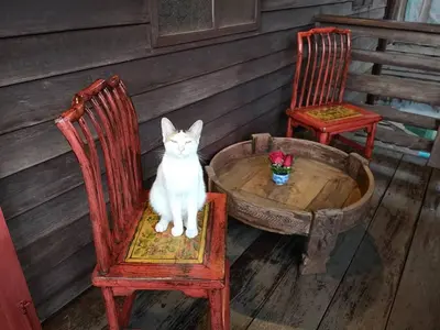 a white cat sitting on a chair around a table at Siamotif Boutique Hotel in Bangkok