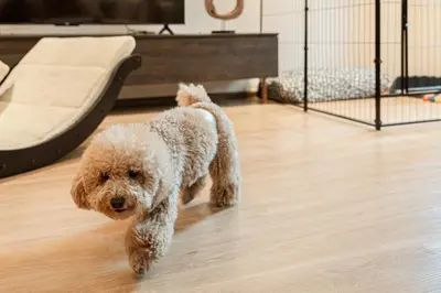 a small brown dog running on a wooden floor at Asok house Sukhumvit27 Free BF in Bangkok