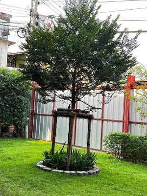 a tree in the middle of a yard at Baan Apak in Godown