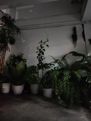 a bunch of potted plants are lined up against a wall at Creative Bangkok twin bed in Sathani Bang Khen
