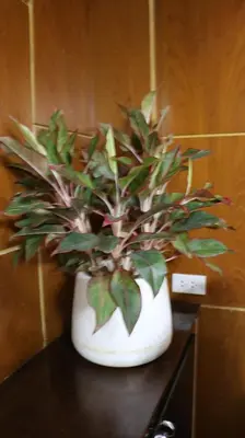 a plant in a white vase on a table at Nich Houses Craft&More in Sathani Sala Ya