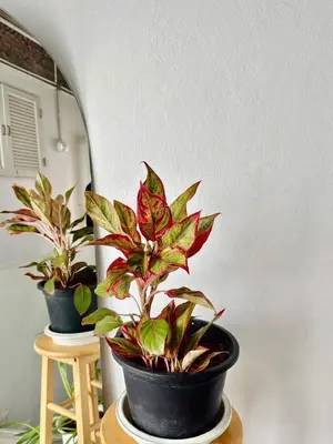 two potted plants sitting on a table in a room at Old Town Heritage Lofts Bangkok in Bangkok