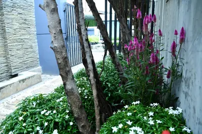 a garden with purple and white flowers next to a building at Luxury Pure Modern Pool Villa 5Bed KTV Gym Nr BTS&Central in Bangkok
