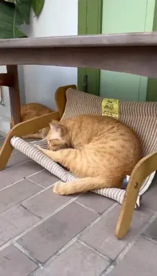 an orange cat sleeping on a chair under a table at Baan Lek Tee 6 - 9Chinatown near Yaowarat and MRT in Bangkok