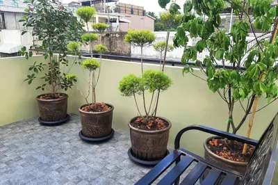 four potted trees on a balcony with a bench at Chaiwat Guesthouse in Bangkok