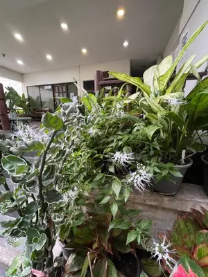 a bunch of plants in pots in a room at Sairin 1 bedroom BTS Udomsuk in Bangna