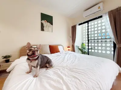 a small dog sitting on top of a bed at TownHouse near Central Ladprao with bathtub in Bangkok