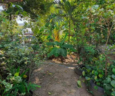 a garden with many different plants and trees at Amina Residence in Ban Sai Ma