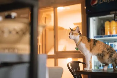 a cat standing on a table in front of a refrigerator at Cazz Hostel in Bangkok