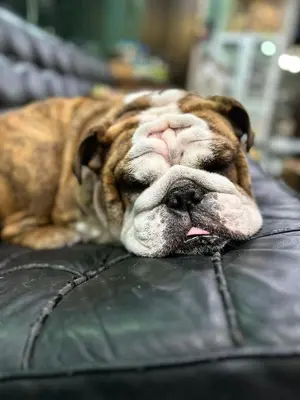 a dog laying on top of a leather couch at Rent V38 #420 friendly Thailand in Bangkok