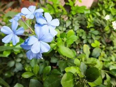 a group of blue flowers with green leaves at Baansilom Soi 3 in Bangkok