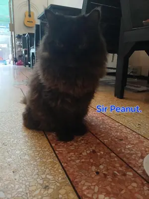 a black cat sitting on the floor in front of a piano at Born Free Hostel in Bangkok