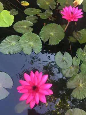 three pink flowers and lily pads in a pond at Kasayapi Hotel in Bangkok