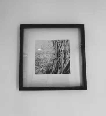 a framed picture of a plant on a wall at House 116 in Bangkok