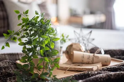 a plant sitting on a table next to a book at Loft Bangkok Hotel in Bangkok