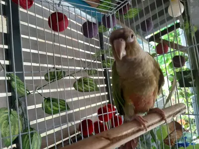 a bird sitting on a perch in a cage at Vanlisut Hotel Ngamwongwan in Nonthaburi