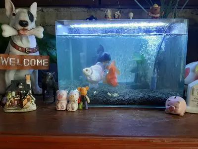 a aquarium with a fish and a dog in it at Vanlisut Hotel Ngamwongwan in Nonthaburi