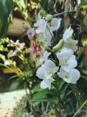 a bunch of white flowers on a plant at TAVEE Guesthouse in Bangkok