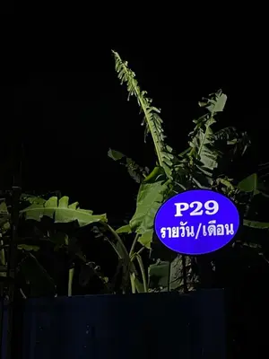 a sign that is on top of a plant at P29 in Bangkok