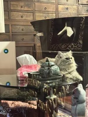 a cat sitting on a table in front of a fireplace at Cafe ice resident in Yan Nawa