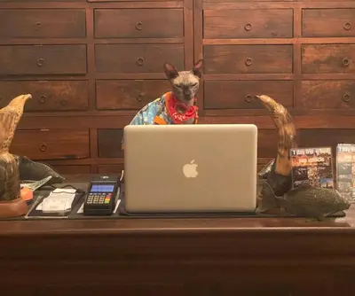 a cat sitting at a table with a laptop computer at Cafe ice resident in Yan Nawa