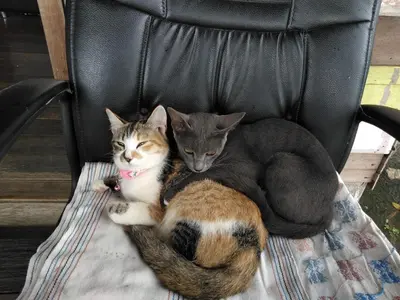 two cats are laying on a chair at Baan GoLite Ko Kret - บ้านโกไล้เกาะเกร็ด in Nonthaburi